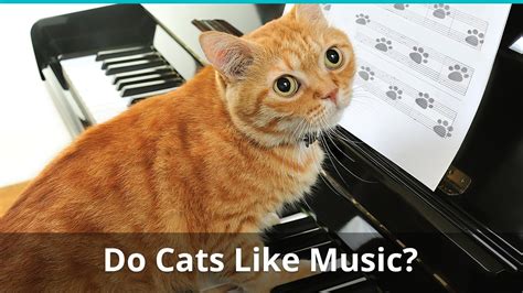 do cats like jazz music: Do you think cats prefer classical music over jazz?